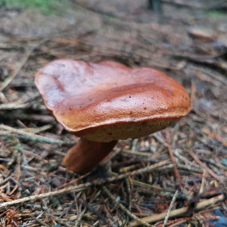 Pilzerlebnistag