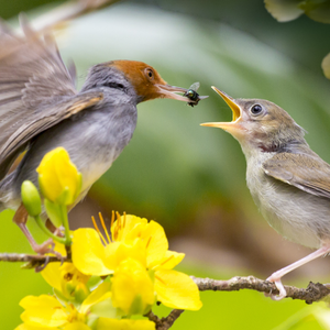 Vogelwanderung