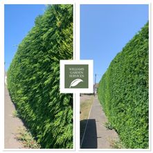 Williams Garden Services - Hedge Trimming