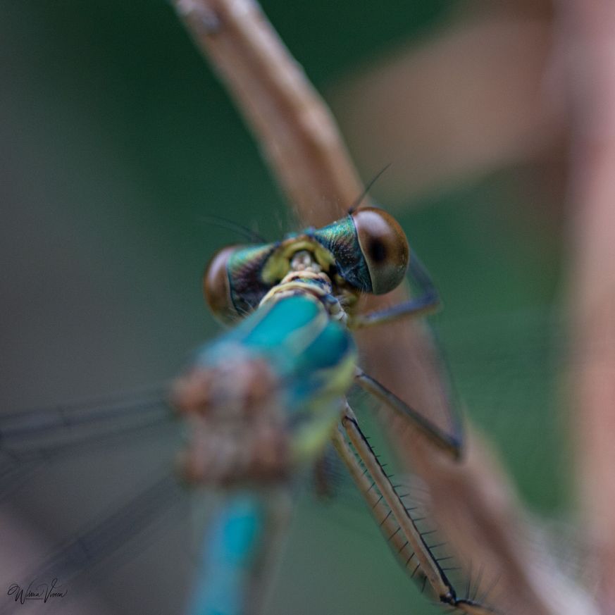 20090710_naamloos_7581