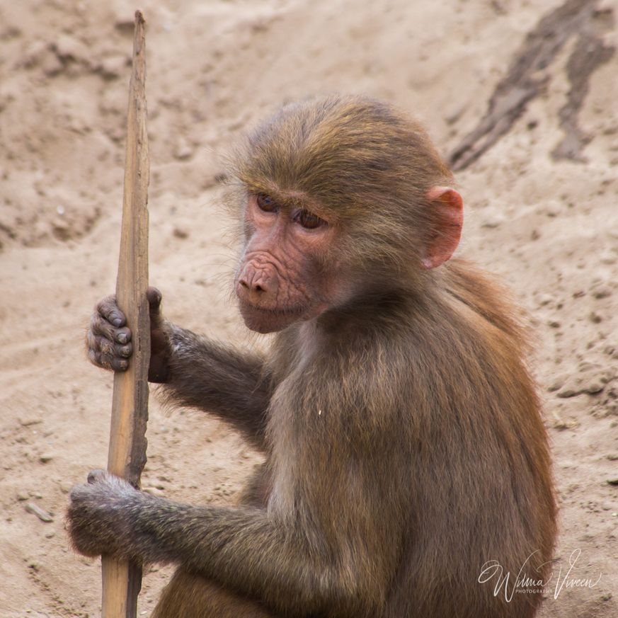 20150531_Beekse Bergen_2702
