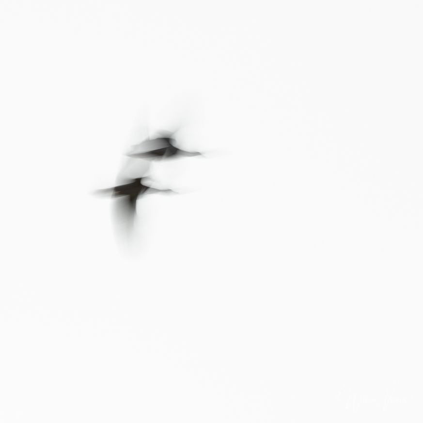 20180918_naamloos_4505