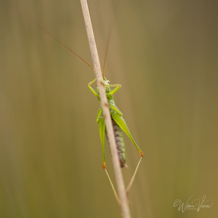 20210819_naamloos_5770-bewerkt