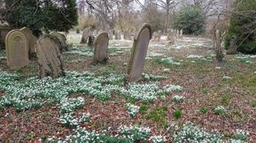 20210224 North Cave churchyard snowdrops