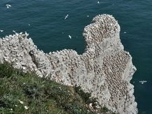Bempton 20200602_101729