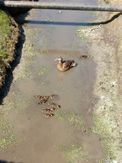 Dunswell Lane ducklings 20200425_135212 0