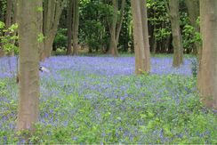 Gilly woods 20200505-2