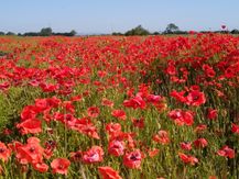 Holme on Spalding Moor 20200625