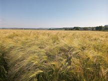 Leavening_20210623b (2)