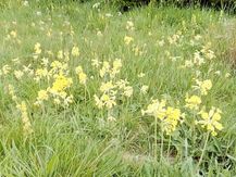 North Dalton_20200513_121545