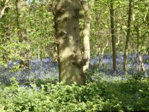 Risby Park 