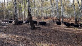 Skipwith 2020 Nov 002