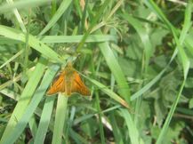 Small Skipper Butterfly 20200604