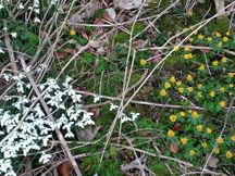 Snowdrops & winter aconite at Sledmere