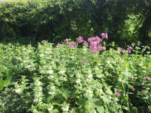 Some wild flowers 20200501