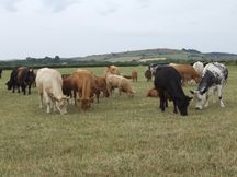 WMW Ravenscar to Robinn Hoods Bay July 2022 (2)