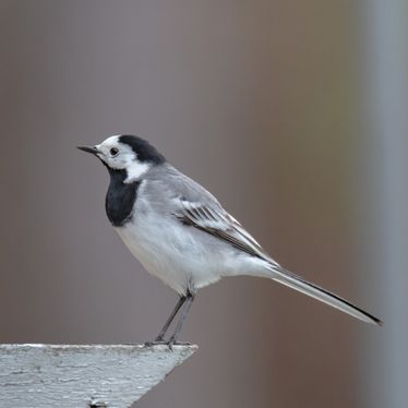 Linærle