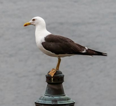 Sildemåke