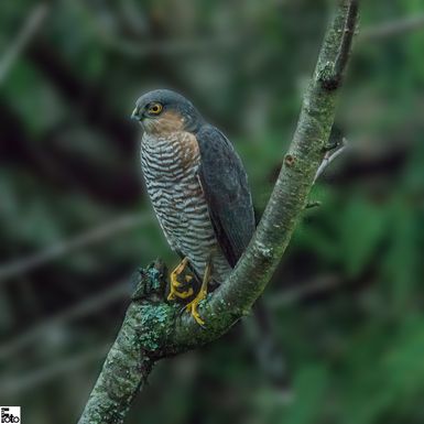 Spurvehauk / Sparvhök / Sperber / Accipiter nisus