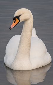_VWI5263