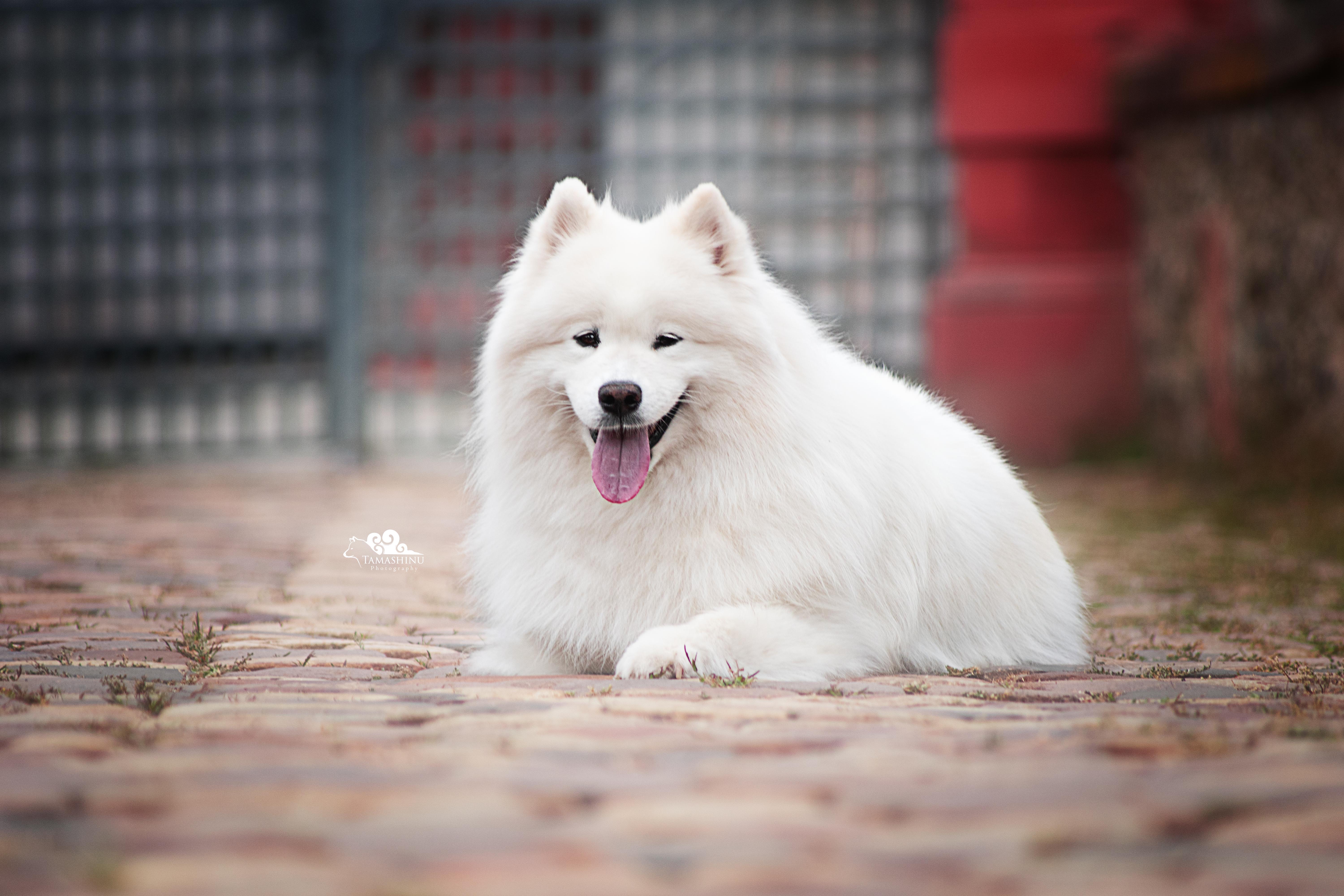 _DSC1741mitLogo