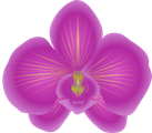 Wi Wi Thai Massage