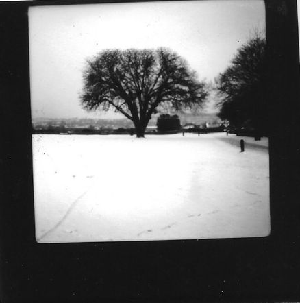 Tree in snow.