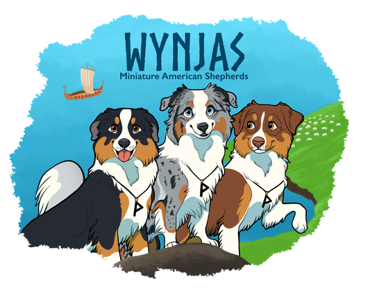 MAS Miniature American Shepherd (Mini Aussie)