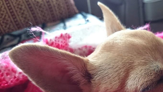 Hundepass i privat hjem- nesten som å være hjemme hos seg selv.