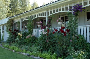 Dahlia på Blåsippebacken