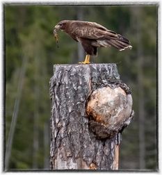 Ormvråk
