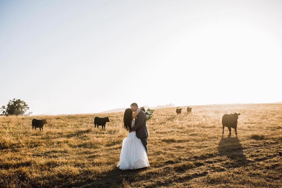 the haven at tomales ranch wedding cows bride groom
