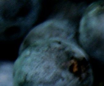 Blueberries