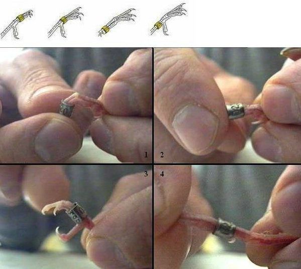 Zo ringt u jonge vogels!