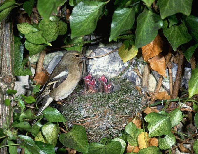 Vink popje bij haar nest jongen