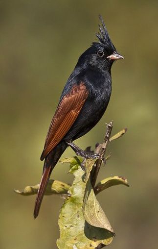 Kuifgors (Emberiza lathami)