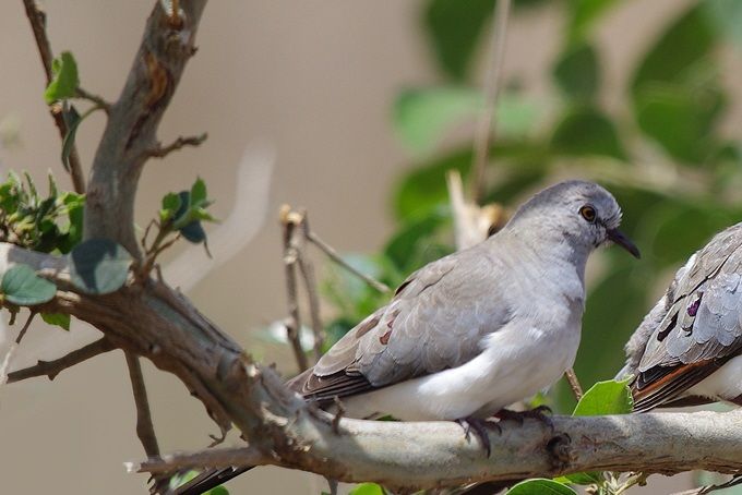 Maskerduif (Oena capensis)