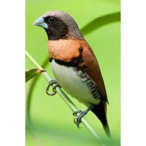 Bruinborstrietvink (Lonchura castaneothorax)