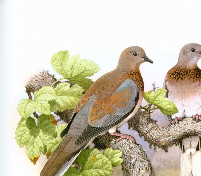 Palmtortel (Spilopelia senegalensis)