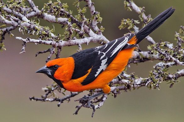 Altamiratroepiaal (Icterus gularis)