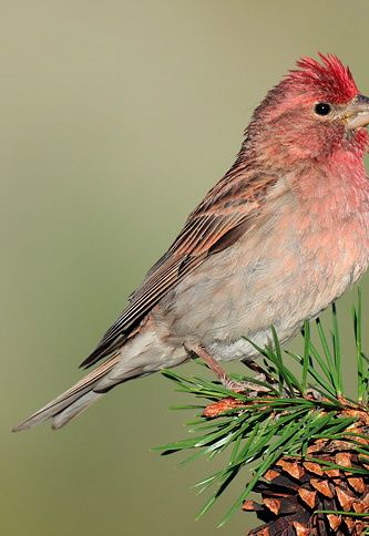 Cassins Roodmus (Haemorhous cassinii)