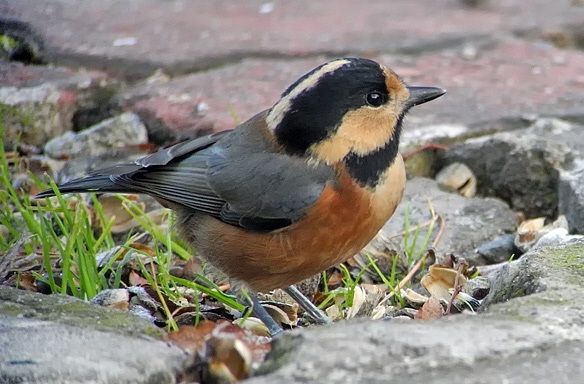 Bonte Mees (Poecile varius)
