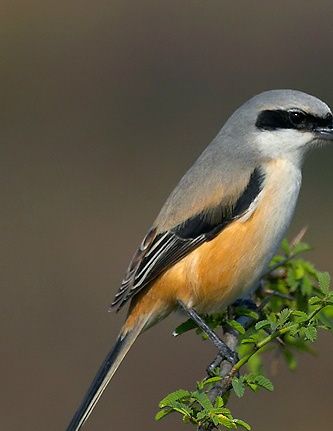 Langstaartklauwier (Lanius schach)