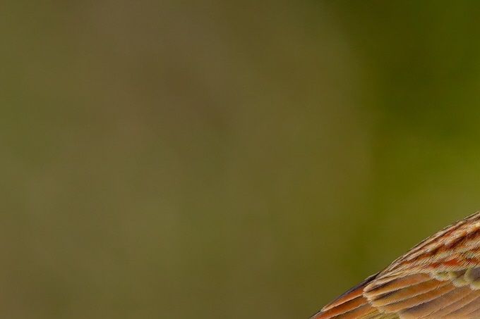 Cirlgors (Emberiza cirlus)