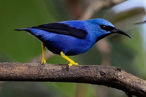 Geelpootsuikervogel (Cyanerpes lucidus)