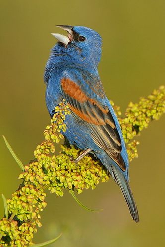 Blauwe Bisschop (Passerina caerulea)