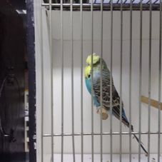 Is toch ook een prachtvogel 