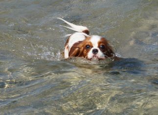 Elsa på  hundbadet Örbyängar precis utanför Helsingborg