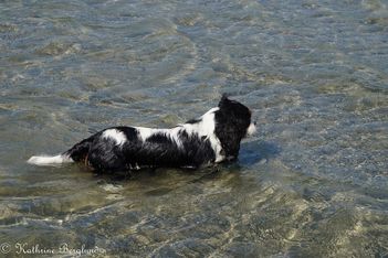 Razzel på hundbadet Örbyängar precis utanför Helsingborg