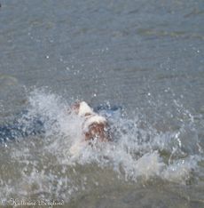 Elsa på  hundbadet Örbyängar precis utanför Helsingborg